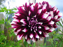 Purple Beard Dahlia Flower seeds for Planting - Low Maintenance, Heirloom & GMO Free Seeds for Home Garden