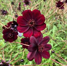 Chocolate Azalea Flower seeds for Planting Perfect for Borders Heirloom & GMO Free Seeds for Home Garden