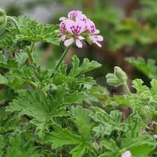 Graveolens Flower seeds for Planting - Drought Tolerant, Heirloom & GMO Free Seeds for Home Garden
