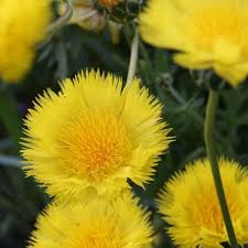 Centaurea Moschata Flower seeds for Planting Drought Tolerant Heirloom & GMO Free Seeds for Home Garden