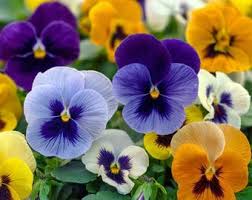 Purple White Viola Flower seeds for Planting Shade Tolerant, Heirloom & GMO Free Seeds for Home Garden seeds for home gardening