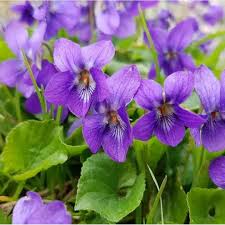 Violet English Flower seeds for Planting Cottage Garden Essential Heirloom & GMO Free Seeds for Home Garden