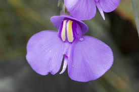 Utricularia Flower seeds for Planting Cottage Garden Essential, Heirloom & GMO Free Seeds for Home Garden vegetable and garden seeds