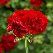 Geranium Deep Red Flower seeds for Planting - Cut Flower Favorite, Heirloom & GMO Free Seeds for Home Garden