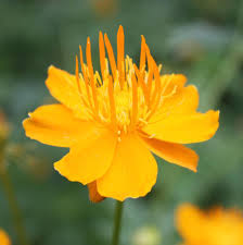 High quality Trollius Flower seeds for Planting Premium Quality, Heirloom & GMO Free Seeds for Home Garden seeds pack