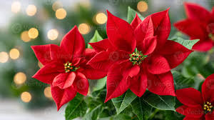 High quality Euphorbia Pulcherrima Flower seeds for Planting Cut Flower Favorite, Heirloom & GMO Free Seeds for Home Garden seeds pack