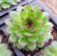 High quality Green Sempervivum Flower seeds for Planting Perfect for Borders, Heirloom & GMO Free Seeds for Home Garden seeds pack