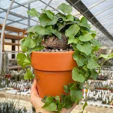 Dioscorea Flower seeds for Planting Garden Favorite Heirloom & GMO Free Seeds for Home Garden