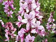 High quality Pink Firebush Flower seeds for Planting Premium Quality, Heirloom & GMO Free Seeds for Home Garden seeds pack