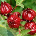 Roselle Flower seeds for Planting Low Maintenance, Heirloom & GMO Free Seeds for Home Garden seeds for planting