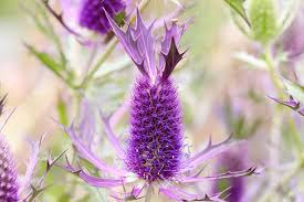 Purple Eryngium Flower seeds for Planting Garden Favorite, Heirloom & GMO Free Seeds for Home Garden seeds for planting