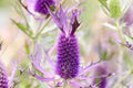 Purple Eryngium Flower seeds for Planting Garden Favorite, Heirloom & GMO Free Seeds for Home Garden seeds for planting