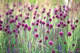 Premium Sphaerocephalon Flower seeds for Planting Sun Loving, Heirloom & GMO Free Seeds for Home Garden seeds