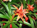 Hechtia Flower seeds for Planting Seasonal Bloomer, Heirloom & GMO Free Seeds for Home Garden seeds for planting