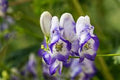 Blue Aconitum Flower seeds for Planting Sun Loving, Heirloom & GMO Free Seeds for Home Garden seeds for planting