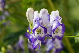 Blue Aconitum Flower seeds for Planting Sun Loving, Heirloom & GMO Free Seeds for Home Garden seeds for planting