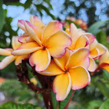 Peach Frangipani Flower seeds for Planting Sun Loving, Heirloom & GMO Free Seeds for Home Garden seeds for planting