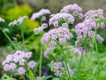 Chaerophyllum Flower seeds for Planting Easy to Grow, Heirloom & GMO Free Seeds for Home Garden seeds for planting