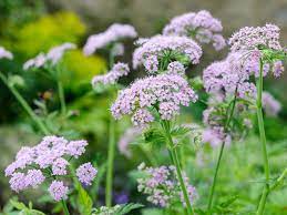 Chaerophyllum Flower seeds for Planting Easy to Grow, Heirloom & GMO Free Seeds for Home Garden seeds for planting
