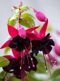 Black & Pink Fuchsia Flower seeds for Planting Wildflower Mix, Heirloom & GMO Free Seeds for Home Garden seeds for planting