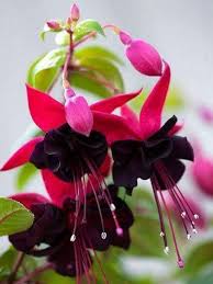 Black & Pink Fuchsia Flower seeds for Planting Wildflower Mix, Heirloom & GMO Free Seeds for Home Garden seeds for planting