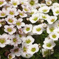 White Blush Saxifraga Flower seeds for Planting Seasonal Bloomer, Heirloom & GMO Free Seeds for Home Garden seeds for planting