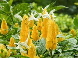 Yellow Pachystachys Lutea Flower seeds for Planting Sun Loving, Heirloom & GMO Free Seeds for Home Garden seeds for planting