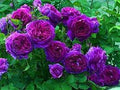 Purple Climbing Rose Flower seeds for Planting Long Bloom Season, Heirloom & GMO Free Seeds for Home Garden seeds for planting