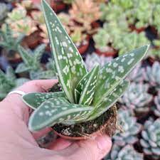 Green Aloe Variegata for Planting Vibrant Colors, Heirloom & GMO Free Seeds for Home Garden seeds for planting