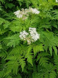 Cicely Myrrhis Odorata Flower seeds for Planting Low Maintenance, Heirloom & GMO Free Seeds for Home Garden seeds for planting