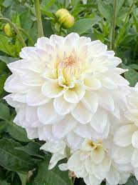 White Swan Dahlia Flower seeds for Planting Easy to Grow, Heirloom & GMO Free Seeds for Home Garden seeds for planting