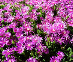 Pink Delosperma Flower seeds for Planting Vibrant Colors, Heirloom & GMO Free Seeds for Home Garden seeds for planting