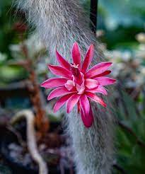Hildewintera Colademononis Monkey Tail Cactus Cactus Flower seeds for Planting Bright Blooms, Heirloom & GMO Free Seeds for Home Garden seeds for planting