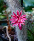 Hildewintera Colademononis Monkey Tail Cactus Cactus Flower seeds for Planting Bright Blooms, Heirloom & GMO Free Seeds for Home Garden seeds for planting