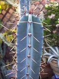 Blue Hankeanus Flower seeds for Planting Wildflower Mix, Heirloom & GMO Free Seeds for Home Garden seeds for planting