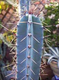 Blue Hankeanus Flower seeds for Planting Wildflower Mix, Heirloom & GMO Free Seeds for Home Garden seeds for planting