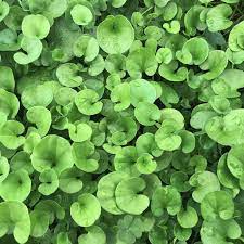 Dichondra Flower seeds for Planting Cottage Garden Essential, Heirloom & GMO Free Seeds for Home Garden seeds for planting