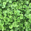 Dichondra Flower seeds for Planting Cottage Garden Essential, Heirloom & GMO Free Seeds for Home Garden seeds for planting
