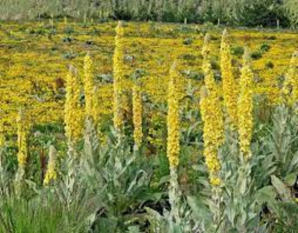 Yellow Woolly Mullein Flower seeds for Planting Compact Growth, Heirloom & GMO Free Seeds for Home Garden seeds for planting