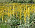 Yellow Woolly Mullein Flower seeds for Planting Compact Growth, Heirloom & GMO Free Seeds for Home Garden seeds for planting