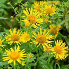 Enula Asteraceae Flower seeds for Planting Colorful Display, Heirloom & GMO Free Seeds for Home Garden seeds for planting