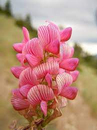 Premium Heirloom Sainfoin Flower seeds for Planting Pollinator Friendly, Heirloom & GMO Free Seeds for Home Garden seeds