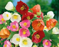 Premium Fresh Blooming Flower Seeds for Planting Heirloom, Non GMO, Drought Tolerant Garden Seeds seeds