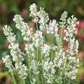 Lavender Flower seeds for Planting Cut Flower Favorite, Heirloom & GMO Free Seeds for Home Garden seeds for planting