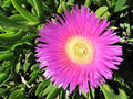 Carpobrotus Flower seeds for Planting Cottage Garden Essential, Heirloom & GMO Free Seeds for Home Garden seeds for planting
