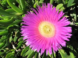 Carpobrotus Flower seeds for Planting Cottage Garden Essential, Heirloom & GMO Free Seeds for Home Garden seeds for planting