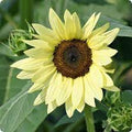 Yellow Lemon SunFlower seeds for Planting Easy to Grow, Heirloom & GMO Free Seeds for Home Garden seeds for planting