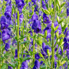Aconitum Flower seeds for Planting Perfect for Borders, Heirloom & GMO Free Seeds for Home Garden seeds for planting