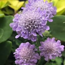 Scabiosa Flower seeds for Planting Colorful Display, Heirloom & GMO Free Seeds for Home Garden seeds for planting