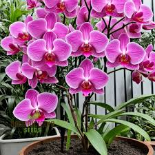 Slipper Orchid Flower seeds for Planting Sun Loving, Heirloom & GMO Free Seeds for Home Garden vegetable and garden seeds
